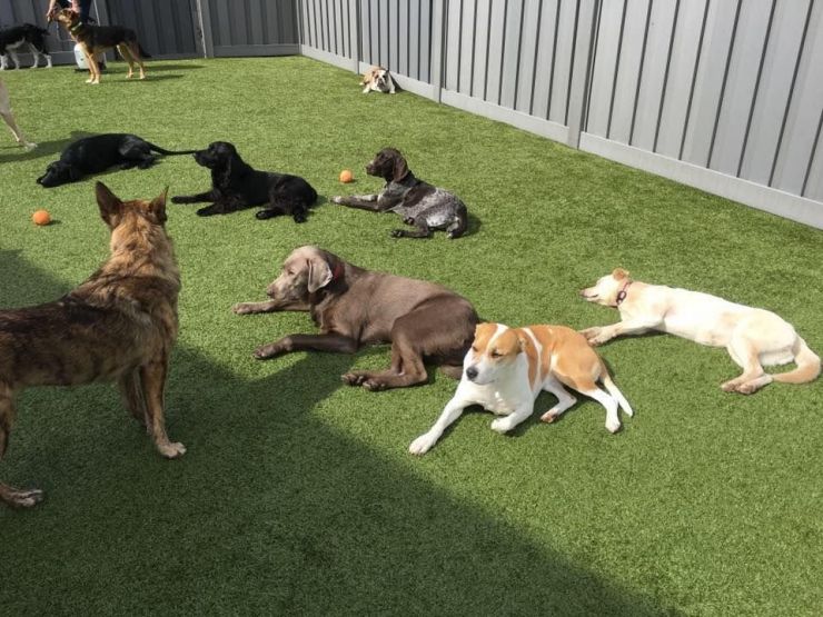 Dog Daycare Woodbury, MN Paws Unleashed